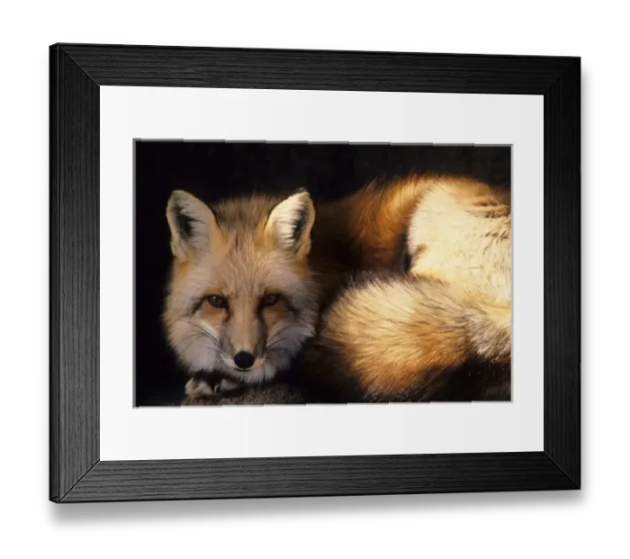 Framed Print : USA, New Mexico, Red Fox