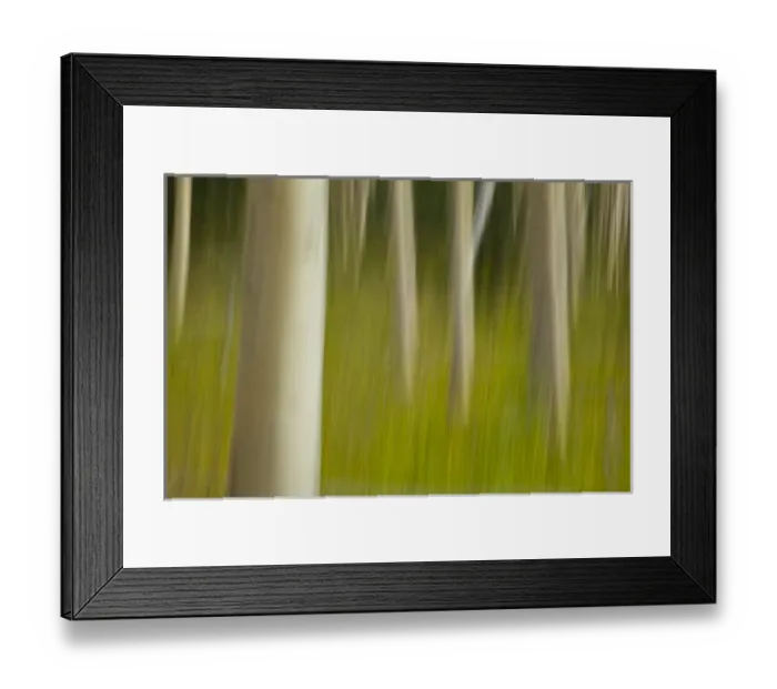 Framed Print : An artistic blur image of aspen trees Framed Print : An artistic blur image of aspen trees