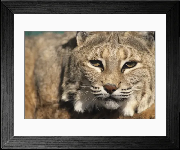 Framed Print : USA, Lynx, New Mexico