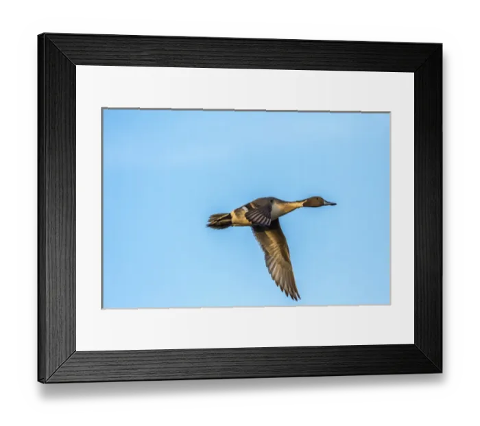Framed Print : USA, New Mexico, Bosque Del Apache National Wildlife Refuge. Male pintail duck flying