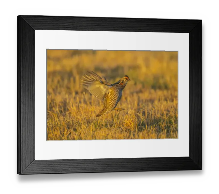 Framed Print : USA, Nebraska, Sand Hills. Greater prairie chicken male taking flight. Credit as Framed Print : USA, Nebraska, Sand Hills. Greater prairie chicken male taking flight. Credit as