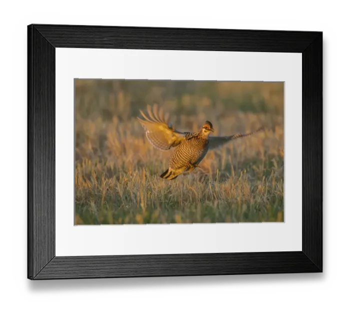 Framed Print : USA, Nebraska, Sand Hills. Greater prairie chicken male taking flight. Credit as Framed Print : USA, Nebraska, Sand Hills. Greater prairie chicken male taking flight. Credit as