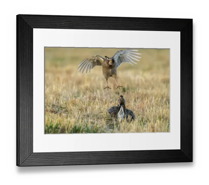 Framed Print : USA, Nebraska, Sand Hills. Male greater prairie chickens fighting Framed Print : USA, Nebraska, Sand Hills. Male greater prairie chickens fighting