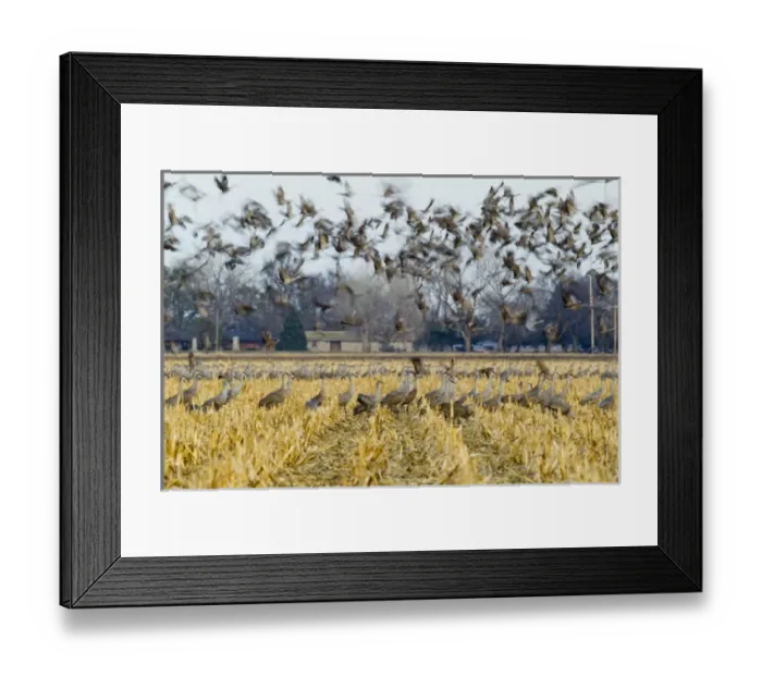Framed Print : Sandhill cranes leave corn fields before heading to the Platte River in evening near Kearney Framed Print : Sandhill cranes leave corn fields before heading to the Platte River in evening near Kearney