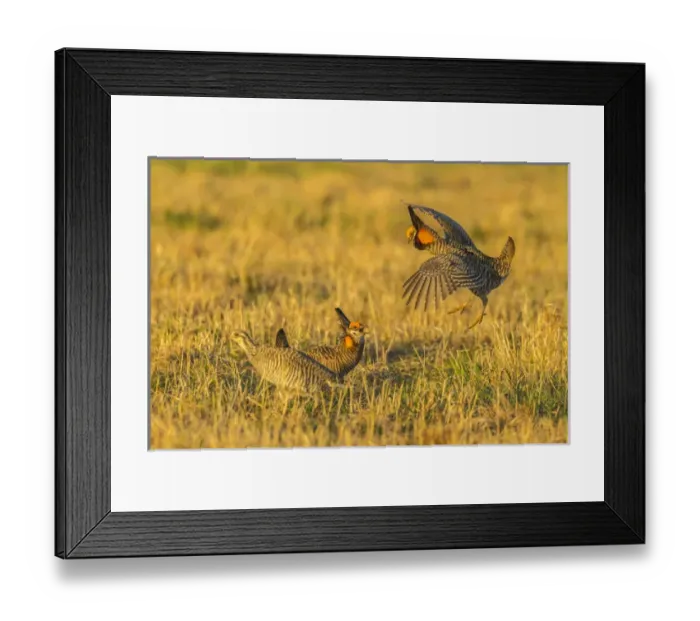 Framed Print : USA, Nebraska, Sand Hills. Male greater prairie chickens fighting