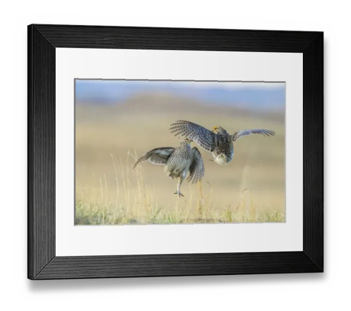 Framed Print : USA, Nebraska, Sand Hills. Male sharp-tailed grouse fighting