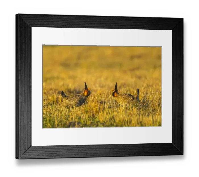 Framed Print : USA, Nebraska, Sand Hills. Greater prairie chickens fighting