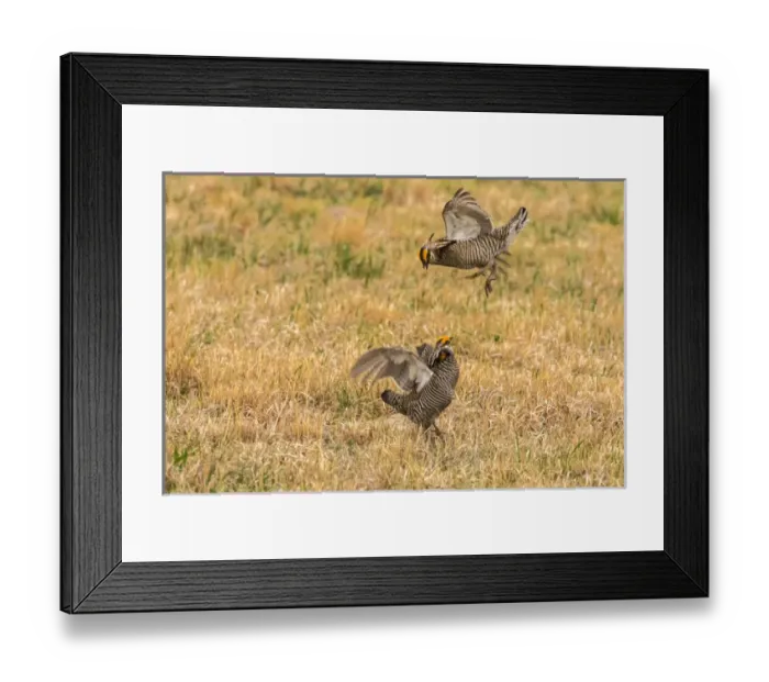 Framed Print : USA, Nebraska, Sand Hills. Male greater prairie chickens fighting