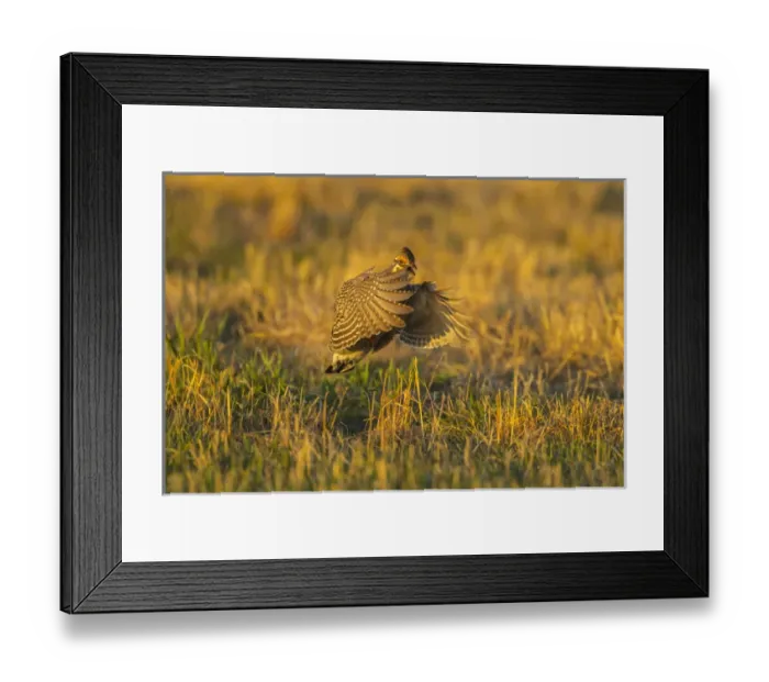 Framed Print : USA, Nebraska, Sand Hills. Greater prairie chicken male taking flight. Credit as