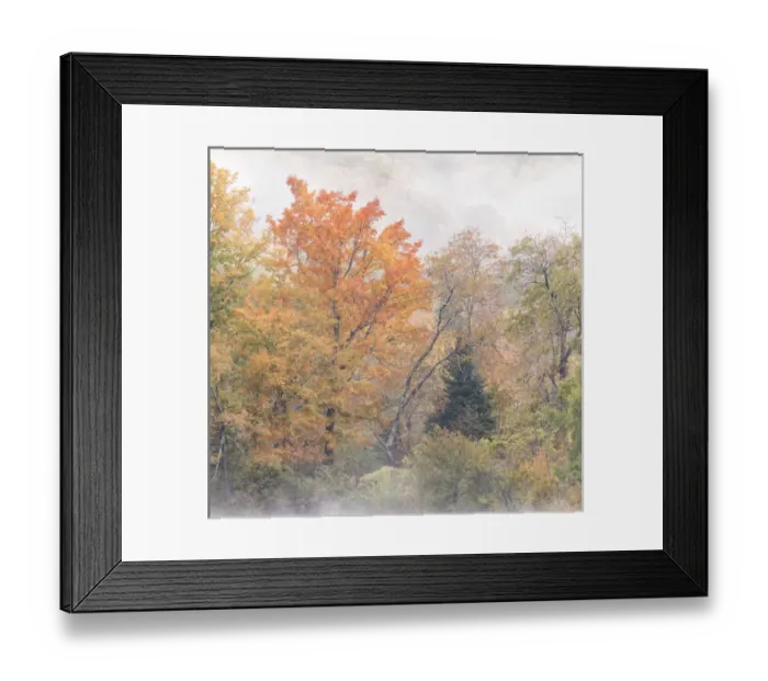 Framed Print : USA, New Hampshire, White Mountains, Fog swirls around maples at Coffin Pond Framed Print : USA, New Hampshire, White Mountains, Fog swirls around maples at Coffin Pond