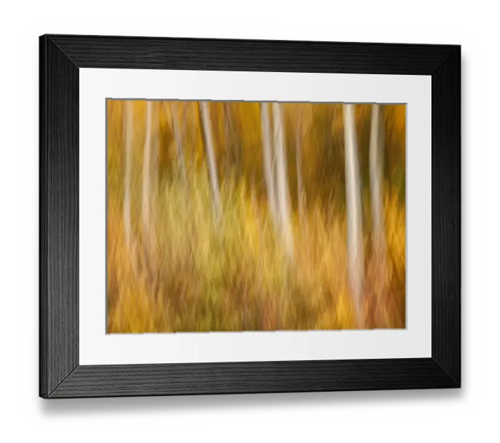 Framed Print : USA, New Hampshire, White Mountains, Abstract of maples and white birch in autumn