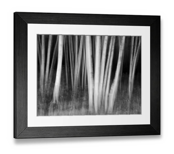 Framed Print : USA, New Hampshire, White Mountains, White birches abstract Framed Print : USA, New Hampshire, White Mountains, White birches abstract