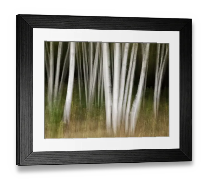 Framed Print : USA, New Hampshire, White Mountains, White birches abstract