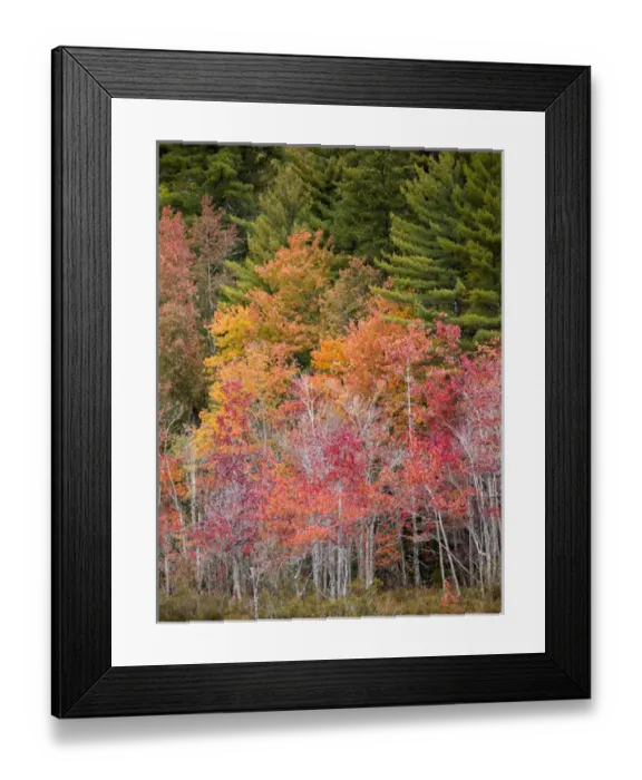 Framed Print : USA, New Hampshire, White Mountains, Colorful maples beside a bog Framed Print : USA, New Hampshire, White Mountains, Colorful maples beside a bog