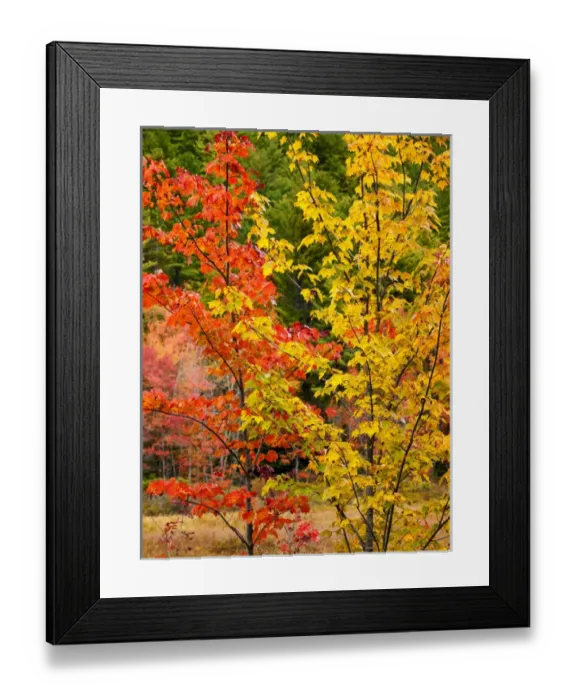 Framed Print : USA, New Hampshire, White Mountains, Young maples in autumn Framed Print : USA, New Hampshire, White Mountains, Young maples in autumn
