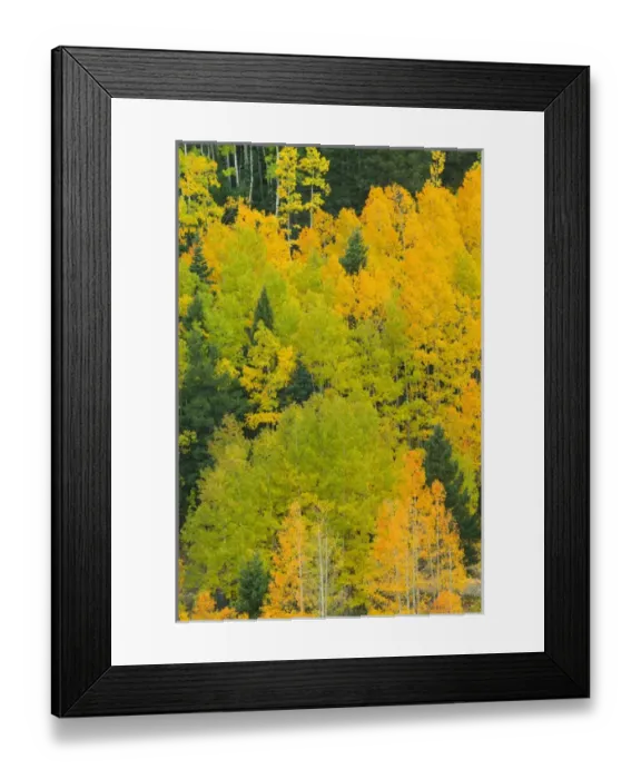 Framed Print : Quaking aspens in a fall glow on the side of Bald Mountain in the southern Rocky Framed Print : Quaking aspens in a fall glow on the side of Bald Mountain in the southern Rocky