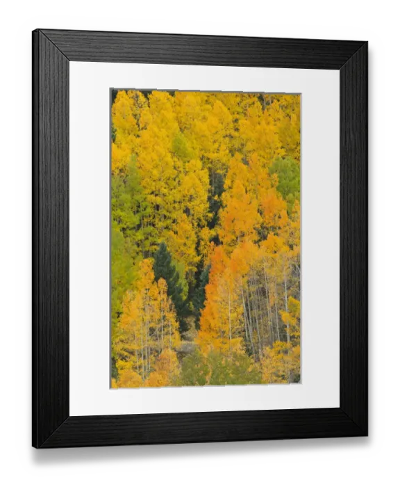 Framed Print : Quaking aspens in a fall glow on the side of Bald Mountain in the southern Rocky Framed Print : Quaking aspens in a fall glow on the side of Bald Mountain in the southern Rocky
