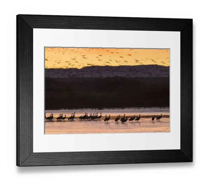 Framed Print : Sandhill cranes and other waterfowl before dawn from the flight deck, Bosque del Apache NWR Framed Print : Sandhill cranes and other waterfowl before dawn from the flight deck, Bosque del Apache NWR
