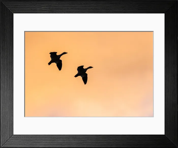 Framed Print : USA, New Mexico, BosquA del Apache National Wildlife Refuge. Lone sandhill goose flying at sunset Framed Print : USA, New Mexico, BosquA del Apache National Wildlife Refuge. Lone sandhill goose flying at sunset