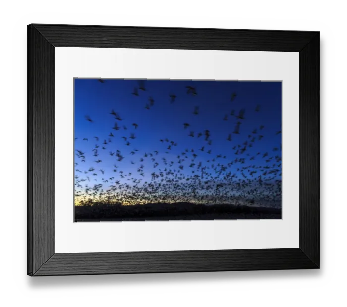 Framed Print : Geese take off after sunset, Bosque del Apache, New Mexico Framed Print : Geese take off after sunset, Bosque del Apache, New Mexico