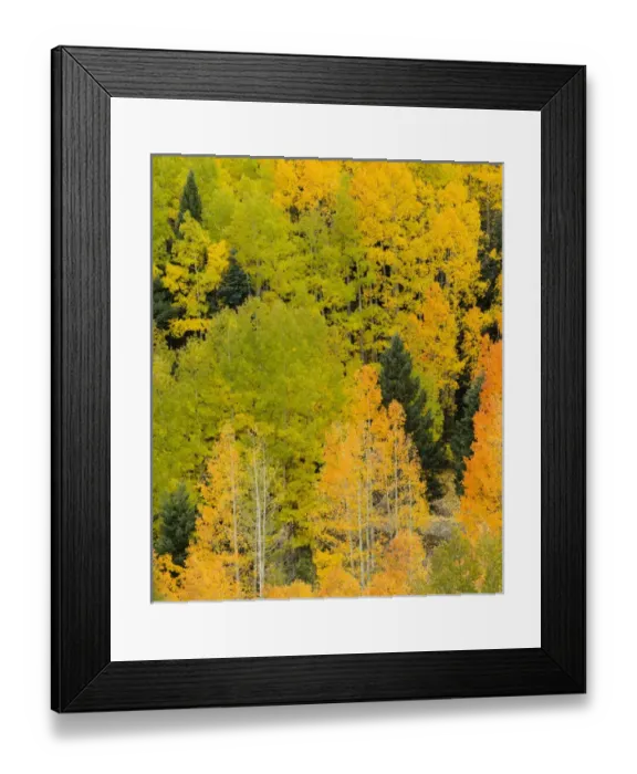 Framed Print : Quaking aspens in a fall glow on the side of Bald Mountain in the southern Rocky Framed Print : Quaking aspens in a fall glow on the side of Bald Mountain in the southern Rocky