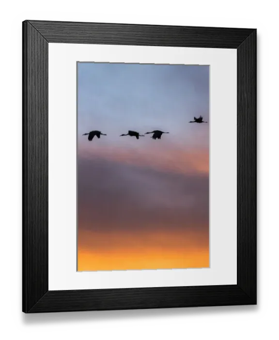 Framed Print : Sandhill Cranes in flight at sunset, Bosque del Apache NWR, NM
