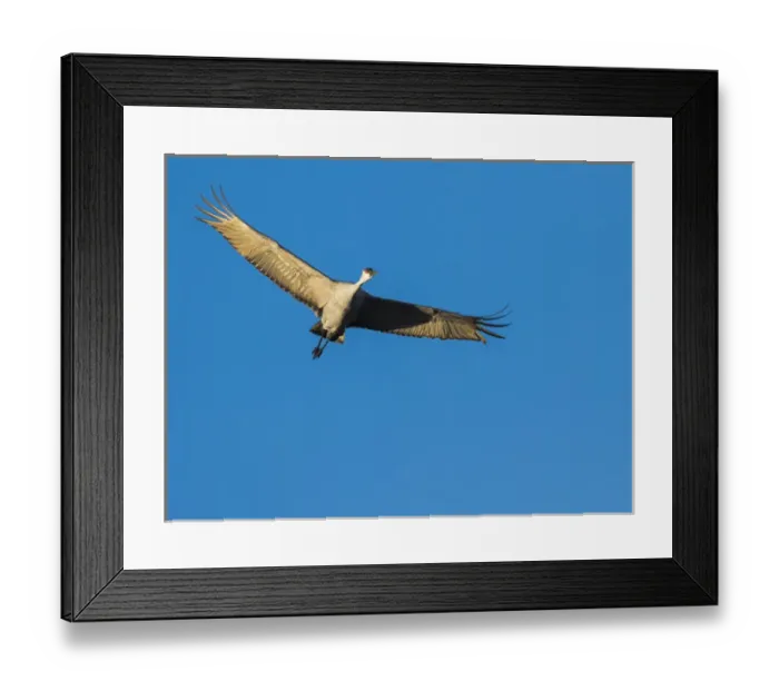 Framed Print : Sandhill Cranes in flight, Grus canadensis, Bosque del Apache NWR, NM Framed Print : Sandhill Cranes in flight, Grus canadensis, Bosque del Apache NWR, NM