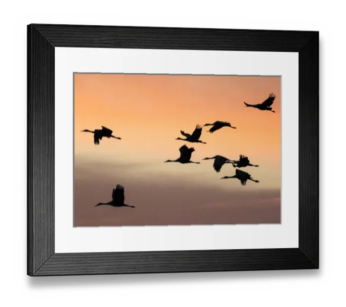 Framed Print : Sandhill Cranes in flight at sunset, Bosque del Apache NWR, NM Framed Print : Sandhill Cranes in flight at sunset, Bosque del Apache NWR, NM