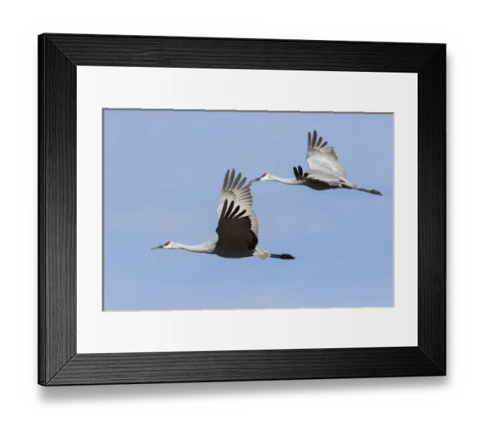 Framed Print : Sandhill Cranes in flight, Grus canadensis, Bosque del Apache NWR Framed Print : Sandhill Cranes in flight, Grus canadensis, Bosque del Apache NWR