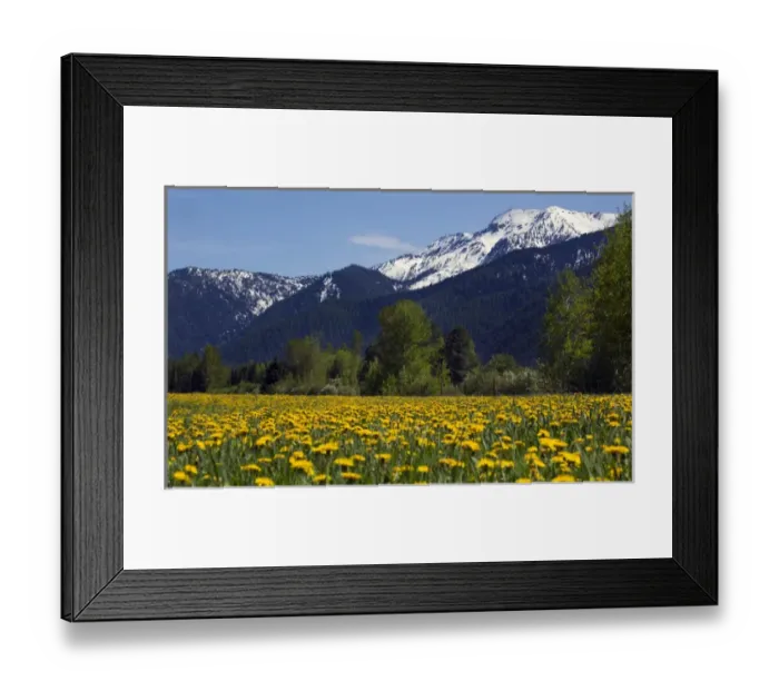 Framed Print : Yellow Flower Farm in front of Snow Mountain Near Glacier National Park Montana