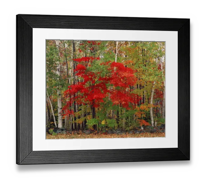 Framed Print : USA, New Hampshire, White Mountains National Forest, Red Maple tree and White Birch