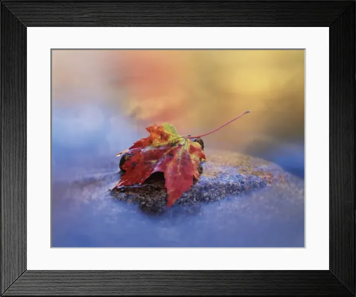 Framed Print : CTF-1160. USA, New Hampshire, White Mountains, Maple leaf in the Swift River