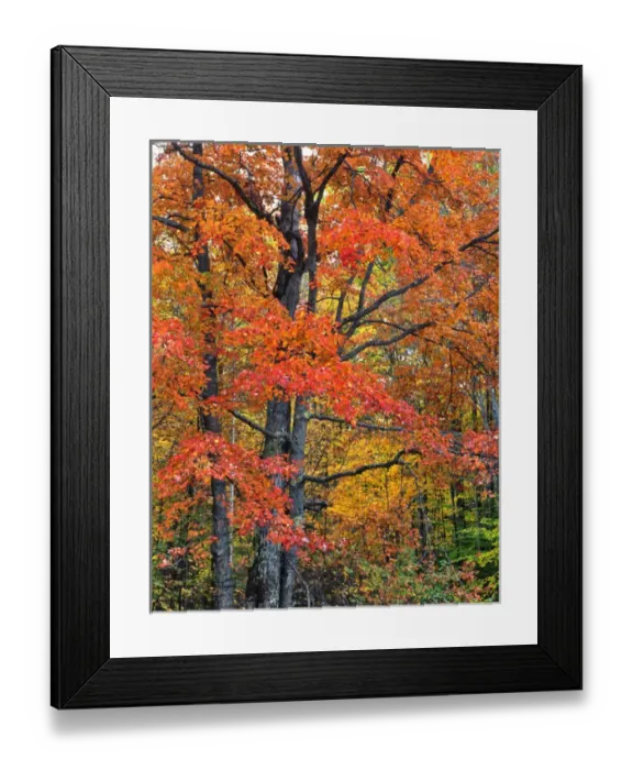 Framed Print : USA, New England, New Hampshire. Maple trees in Belknap Mountains Framed Print : USA, New England, New Hampshire. Maple trees in Belknap Mountains