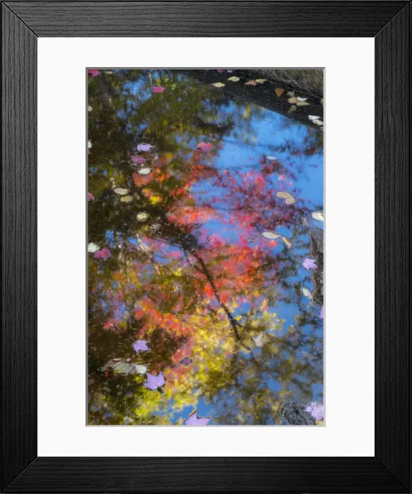 Framed Print : Fall leaves in Basin Cascade, New Hampshire