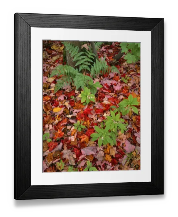 Framed Print : USA, New Hampshire, White Mountain National Forest. Fall leaves on forest floor. Credit as