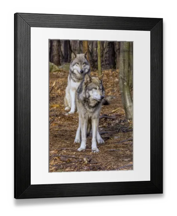 Framed Print : USA, New Jersey, Columbia, Lakota Wolf Preserve. Close-up of timber wolves. Credit as Framed Print : USA, New Jersey, Columbia, Lakota Wolf Preserve. Close-up of timber wolves. Credit as