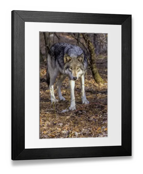 Framed Print : USA, New Jersey, Columbia, Lakota Wolf Preserve Framed Print : USA, New Jersey, Columbia, Lakota Wolf Preserve