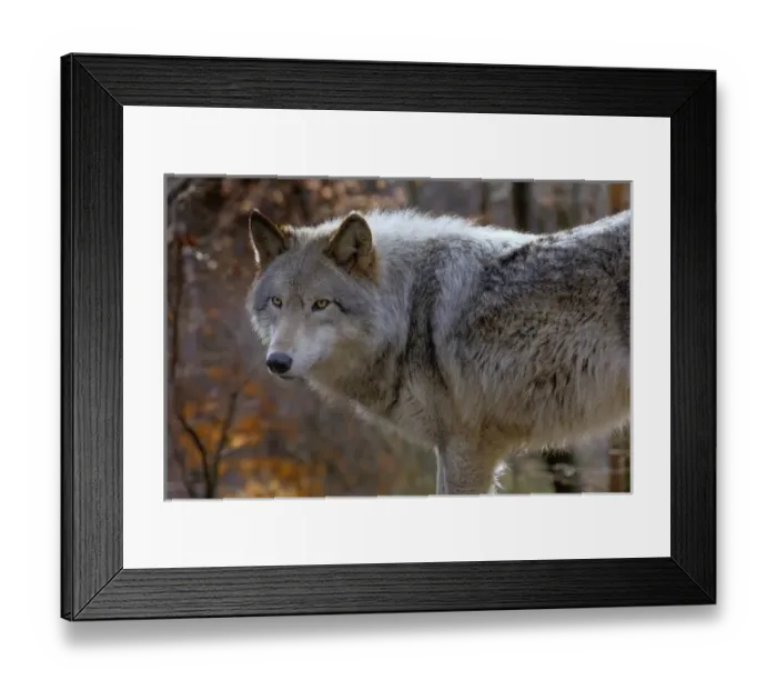 Framed Print : USA, New Jersey, Columbia, Lakota Wolf Preserve. Close-up of timber wolf. Credit as Framed Print : USA, New Jersey, Columbia, Lakota Wolf Preserve. Close-up of timber wolf. Credit as