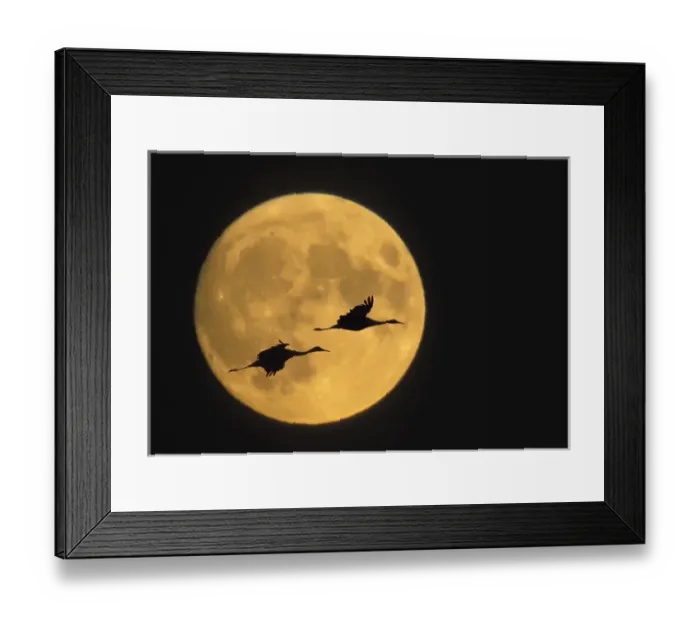 Framed Print : USA, New Mexico, Bosque del Apache National Wildlife Reserve, Sandhill cranes flying Framed Print : USA, New Mexico, Bosque del Apache National Wildlife Reserve, Sandhill cranes flying