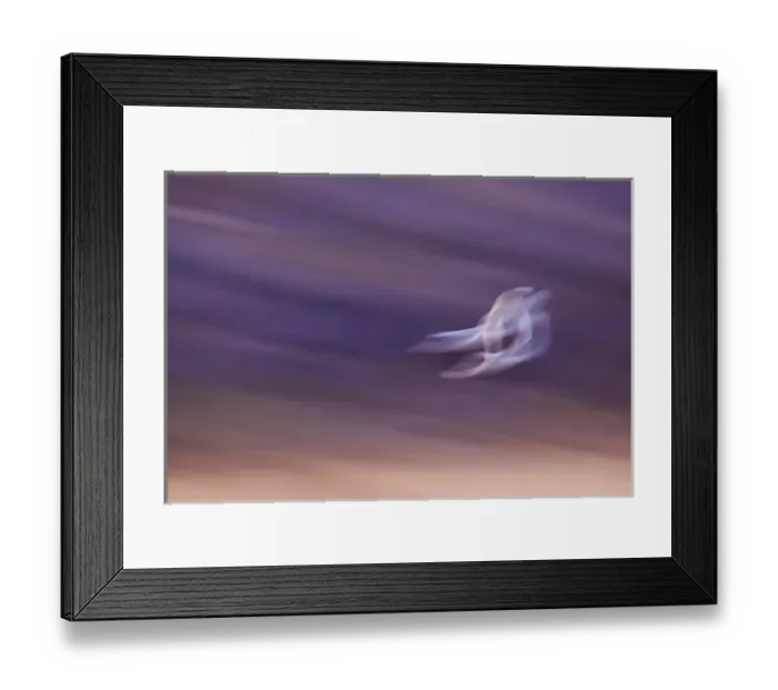 Framed Print : USA, New Mexico, Bosque del Apache National Wildlife Reserve, Abstract of two snow geese in flight Framed Print : USA, New Mexico, Bosque del Apache National Wildlife Reserve, Abstract of two snow geese in flight