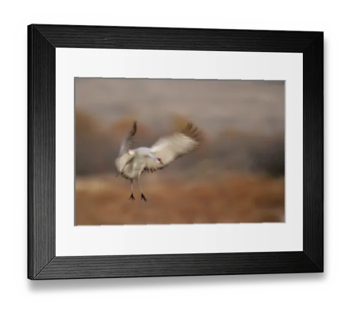 Framed Print : USA, New Mexico, Bosque del Apache National Wildlife Refuge