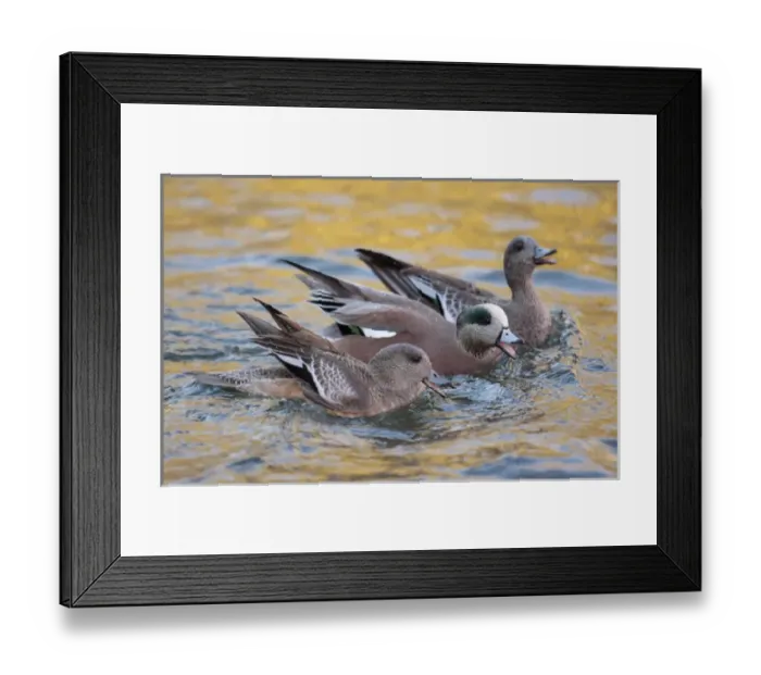 Framed Print : USA, New Mexico, Bosque Del Apache National Wildlife Reserve Framed Print : USA, New Mexico, Bosque Del Apache National Wildlife Reserve