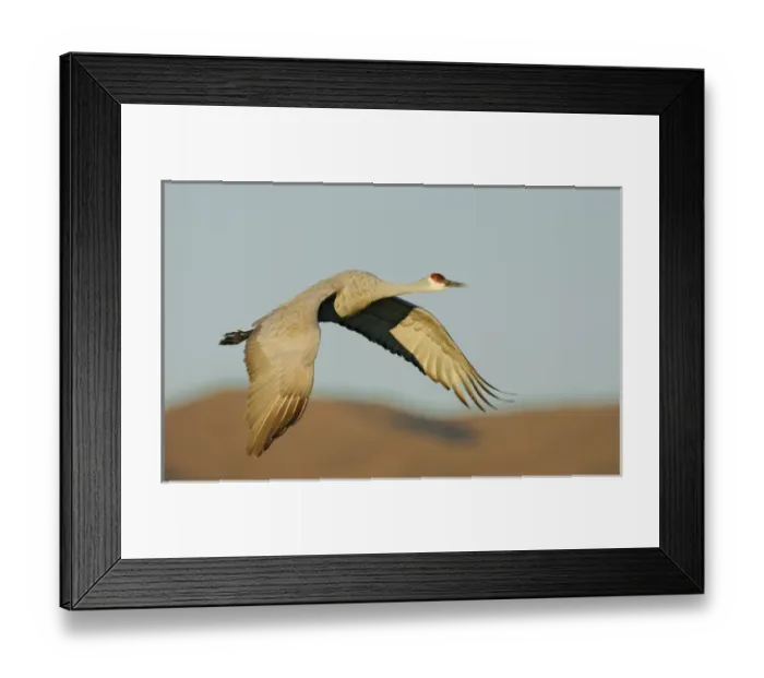 Framed Print : USA, New Mexico, Bosque del Apache National Wildlife Refuge