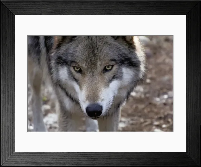 Framed Print : USA, New Jersey, Columbia, Lakota Wolf Preserve. Close-up of timber wolfs head Framed Print : USA, New Jersey, Columbia, Lakota Wolf Preserve. Close-up of timber wolfs head
