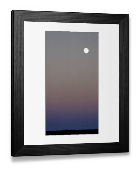 Framed Print : USA, New Mexico, Bosque del Apache National Wildlife Refuge Framed Print : USA, New Mexico, Bosque del Apache National Wildlife Refuge