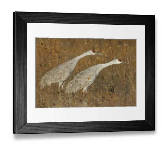 Framed Print : USA, New Mexico, Bosque del Apache National Wildlife Reserve