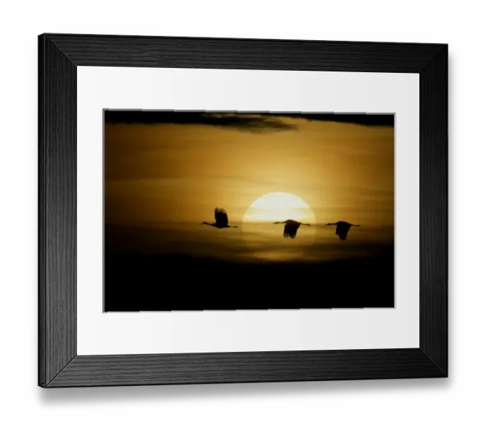Framed Print : USA, New Mexico, Bosque del Apache National Wildlife Refuge