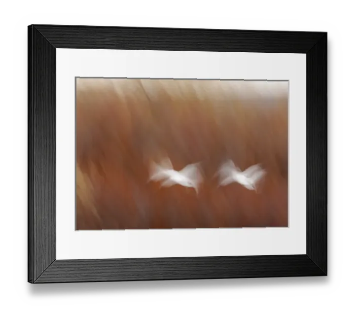 Framed Print : USA, New Mexico, Bosque del Apache National Wildlife Refuge