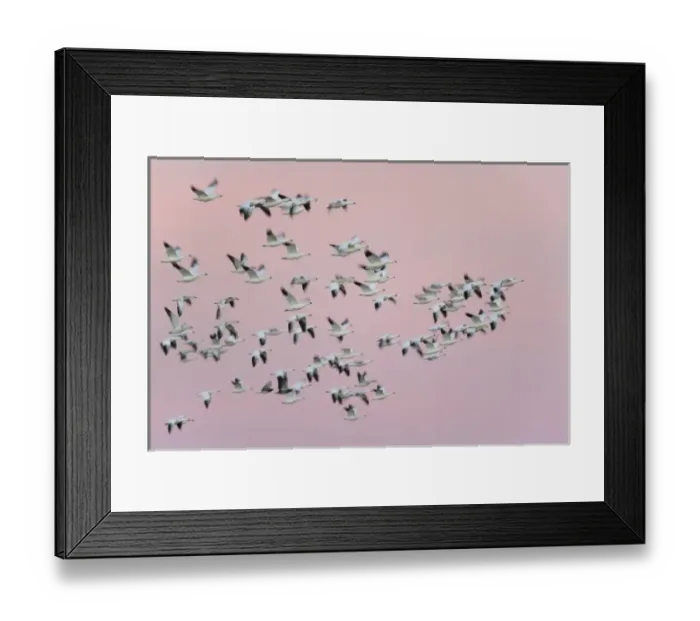 Framed Print : USA, New Mexico, Bosque del Apache National Wildlife Refuge. Snow geese in flight against pink sky