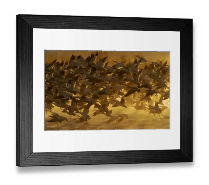 Framed Print : USA, New Mexico, Bosque del Apache National Wildlife Refuge